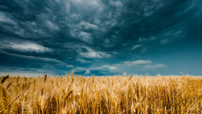 Уборка урожая в Казахстане отстает на 10 дней из-за плохой погоды