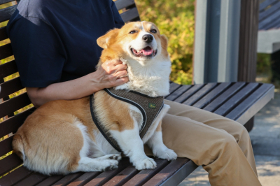 Кинолог объяснил, как правильно избавиться от трусливости собаки