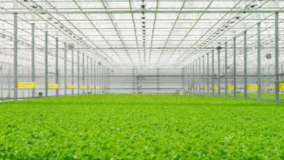 Казахстанская и польская компании построят теплицу в Шымкенте за $120 млн