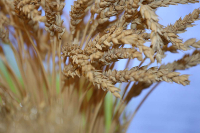 Треть урожая ушла под снег