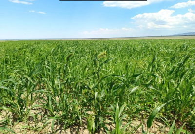 Фермеры ВКО активно используют поливную воду