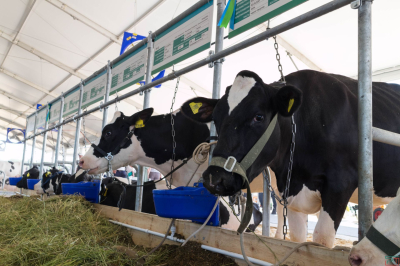 &laquo;Вредители зримые и незримые&raquo;: Россельхознадзор озвучил, кто подделывает продукты питания и портит почву в Татарстане