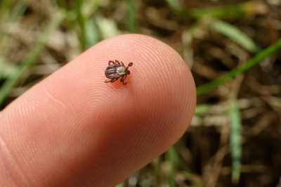 Инфекционист рассказала, когда активизируются клещи